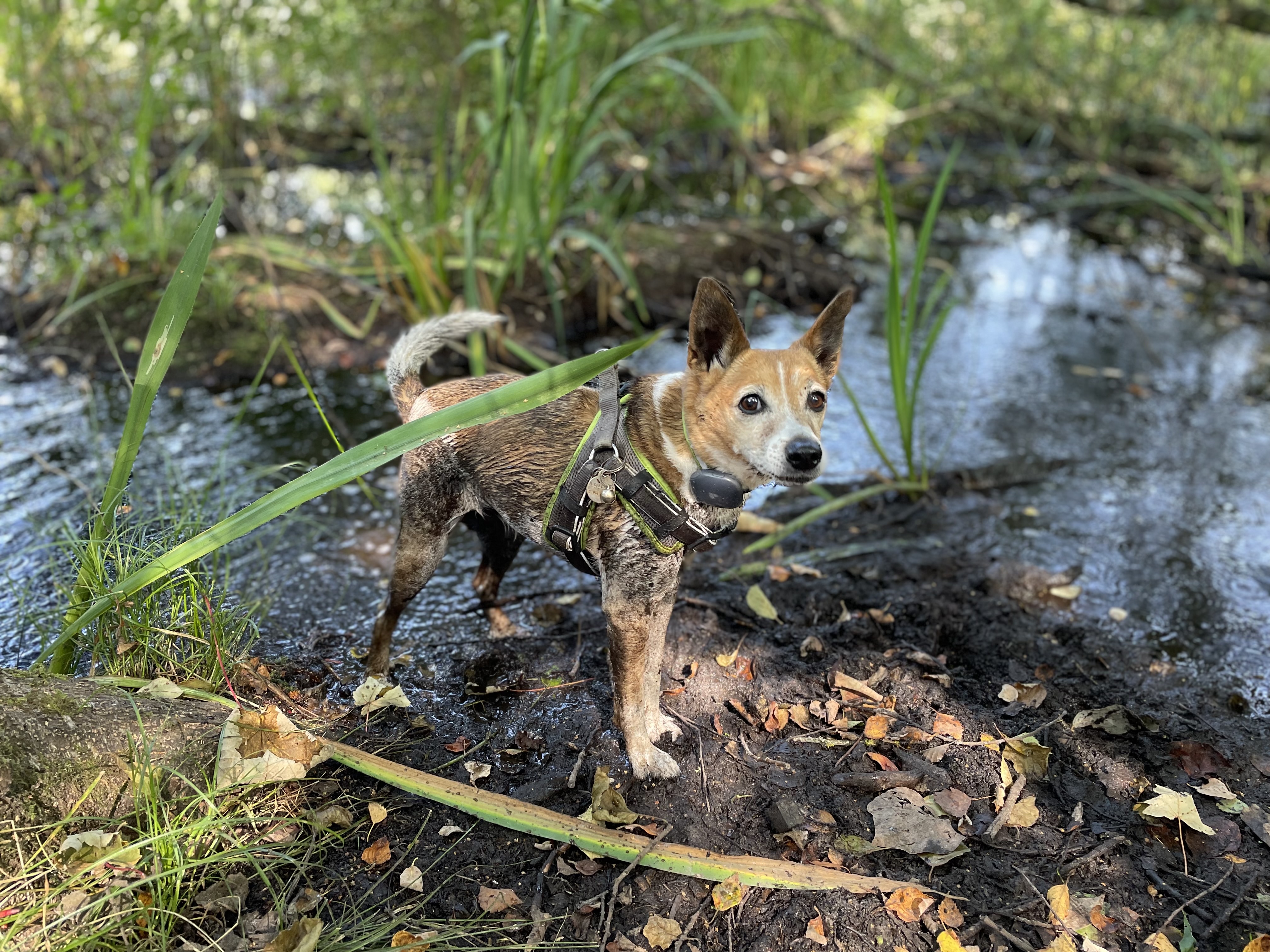 A filthy dog after duck chasing
